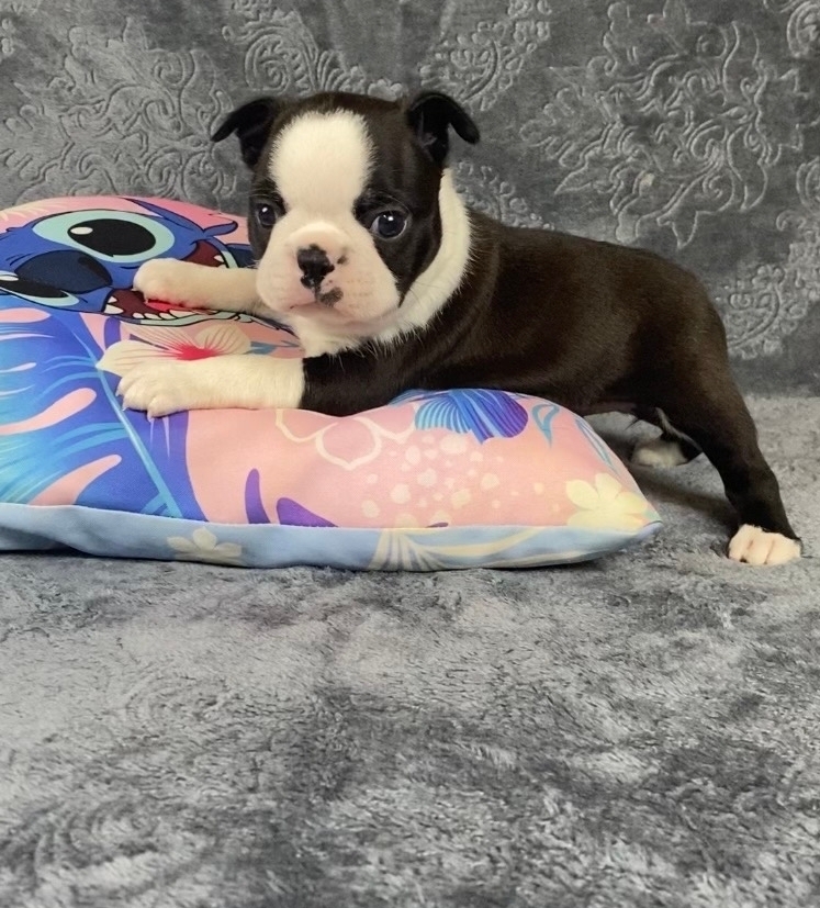 бостон теерьер лучшие щенки