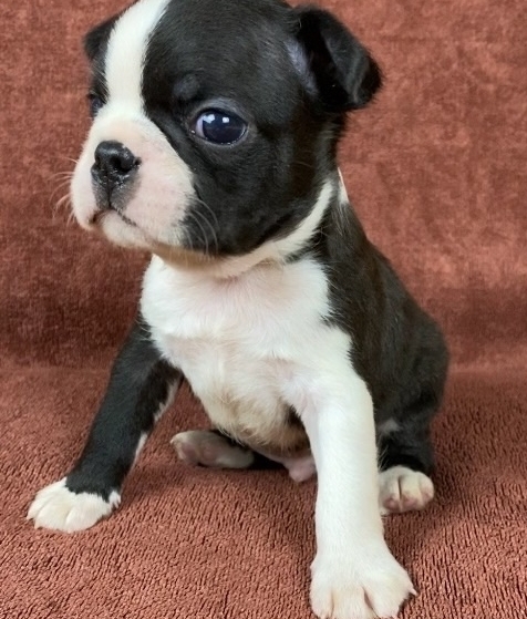 бостон терьер