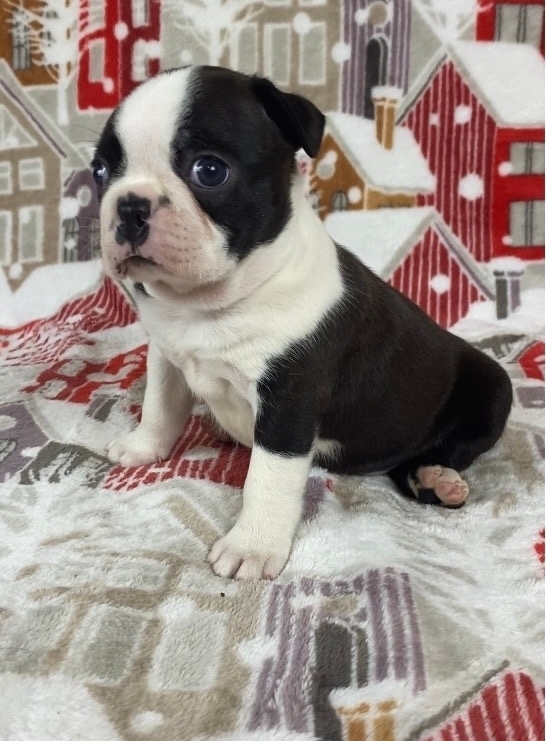 бостон терьер щенки