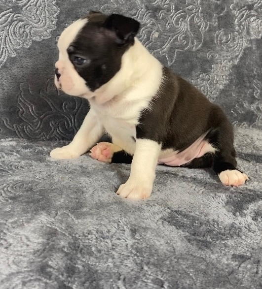 бостон терьер девочка