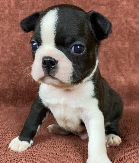 бостон терьер