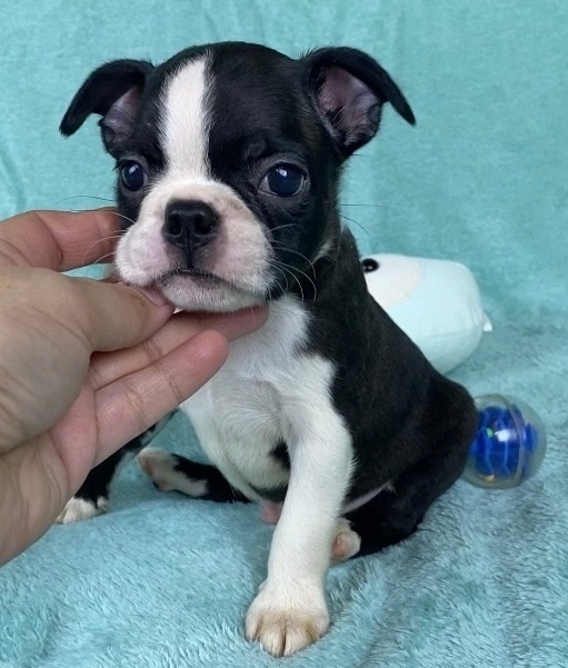 бостон терьер