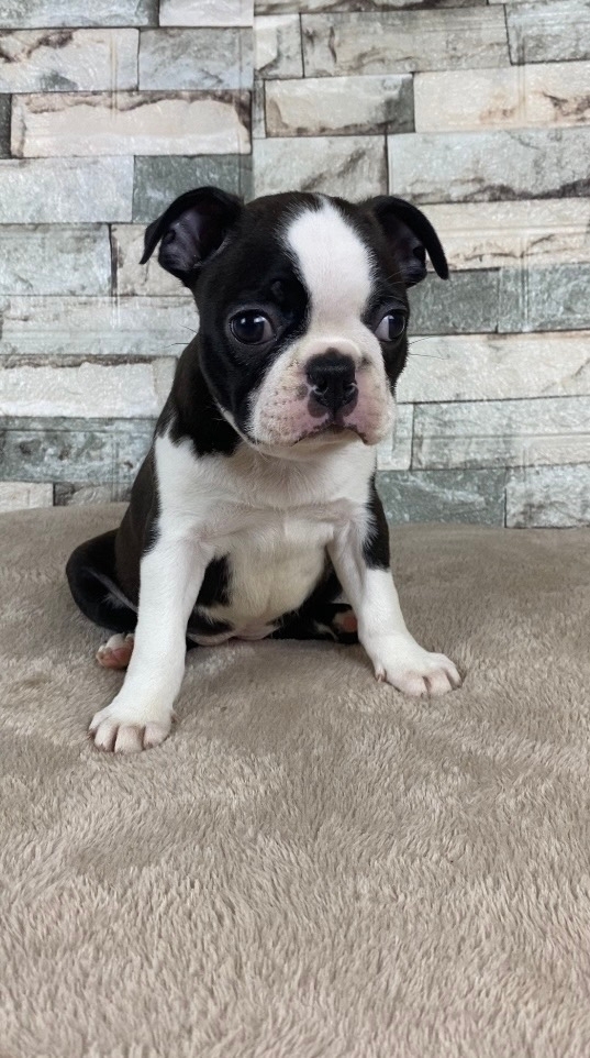 бостон терьер 