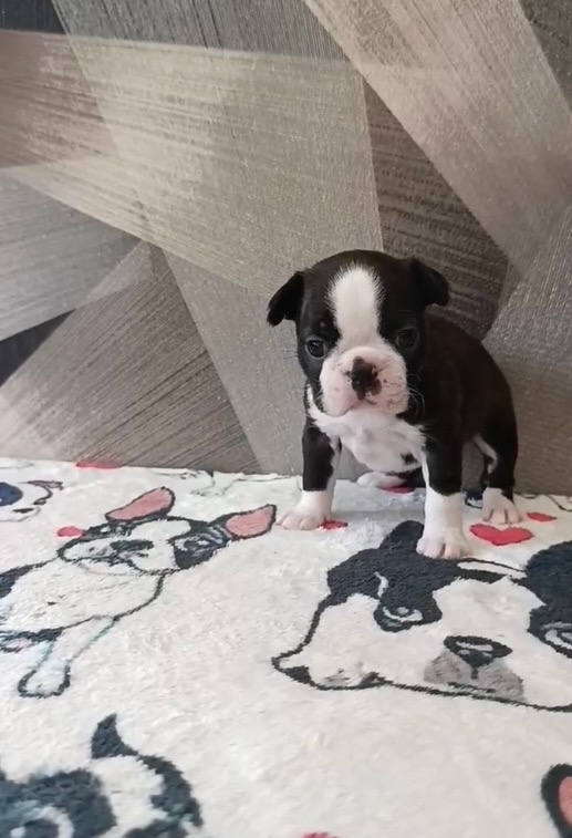 московский шарм бостон