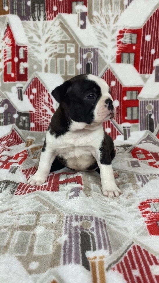 бостон терьер 