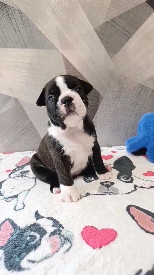 бостон терьер щенки