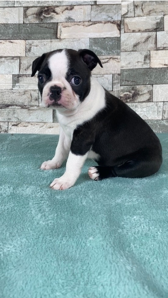 бостон терьер злитные ще