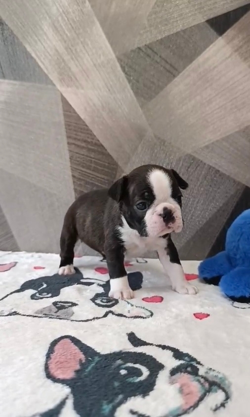 московский шарм бостон -питомник собак