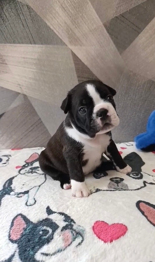 бостон терьер щенки