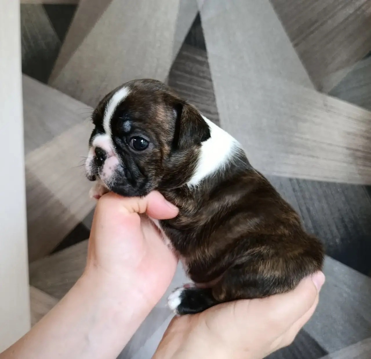 бостон терьер 