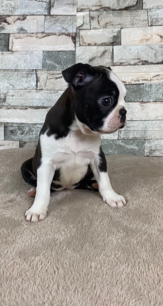 бостон терьер щенки