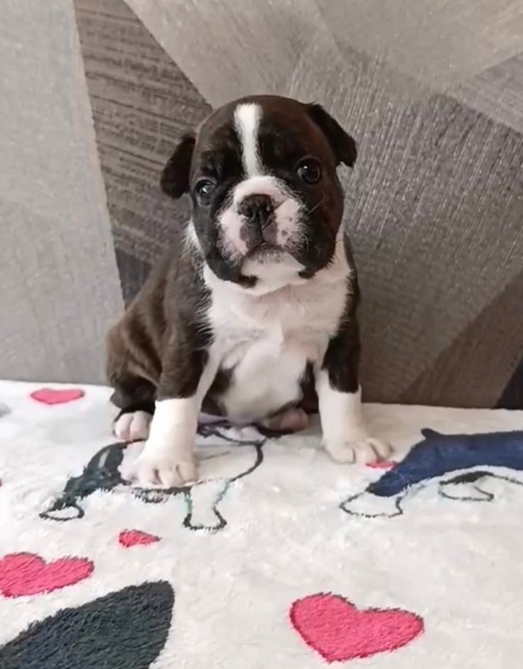 бостон терьер злитные щенки