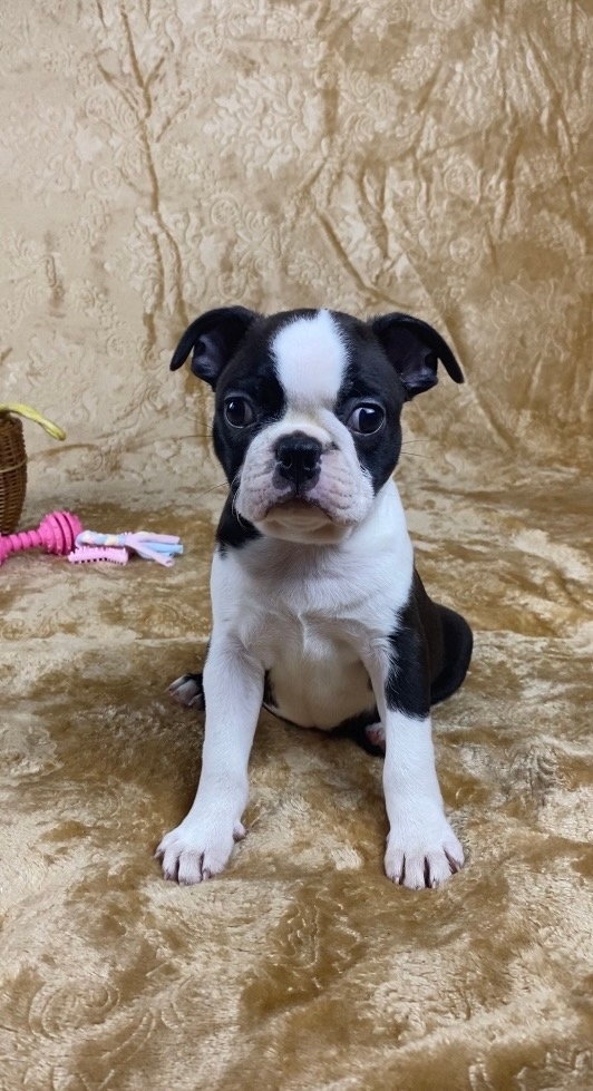 бостон терьер 